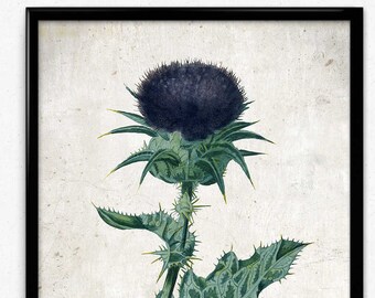 Purple Thistle Vintage Print - Thistle Poster - Thistle Art - Home Decor - Home Art - Living Room - Living Room Art