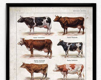 Cows Breeds Vintage Print 1 - Cow Poster - Cow Art - Cow Picture - Cow Illustration - Kitchen Decor - Kitchen Art - Farm - Larousse (VP1056)