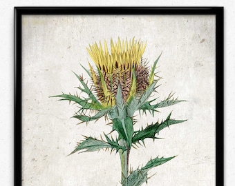 Yellow Thistle Vintage Print - Thistle Poster - Thistle Art - Thistle Picture - Home Decor - Home Art - Living Room - Living Room Art
