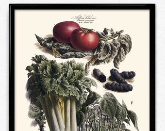 Vegetables Illustration Vintage Print 4 - Vegetables Poster - Vegetables Art - Kitchen Decor - Kitchen Art - Botanical - Vilmorin (VP1088)