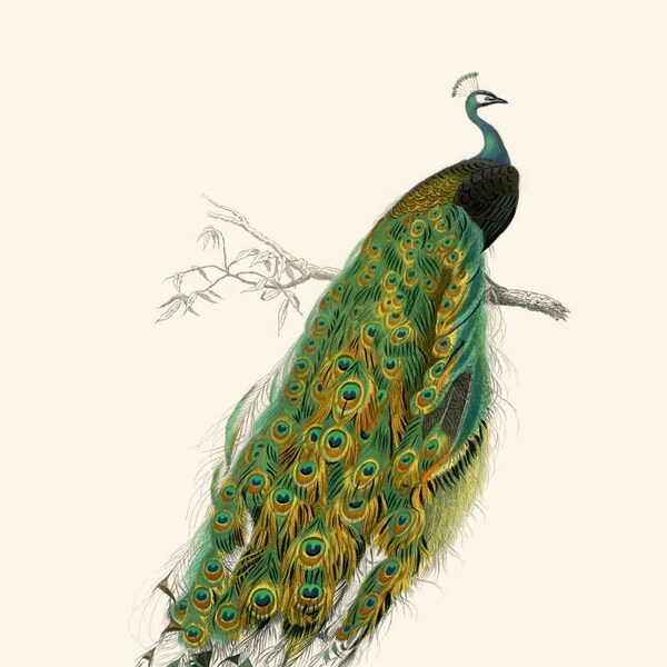 Peacock Vintage Print - Peacock Poster - Peacock Art - Peacock Picture - Peacock Illustration - Home Decor Home Art Peacock Wall Art VP1142