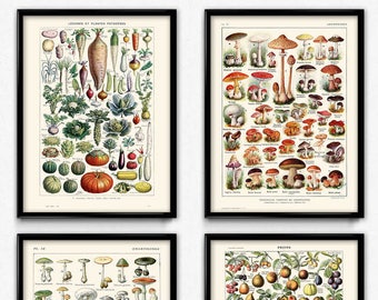 Kitchen Vintage Prints Set of 4 (2) - Fruit Vegetable Mushroom Poster - Fruit Vegetable Art - Kitchen Art - Botanical Science - Larousse