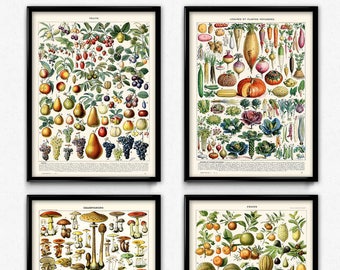 Kitchen Vintage Prints Set of 4 (1) - Fruit Vegetable Mushroom Poster - Fruit Vegetable Art - Kitchen Art - Botanical - Larousse VP1033