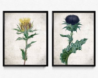 Thistle Vintage Print Set of 2 - Thistle Poster - Thistle Art - Thistle Picture - Wall Art - Home Decor - Home Art - Living Room Art