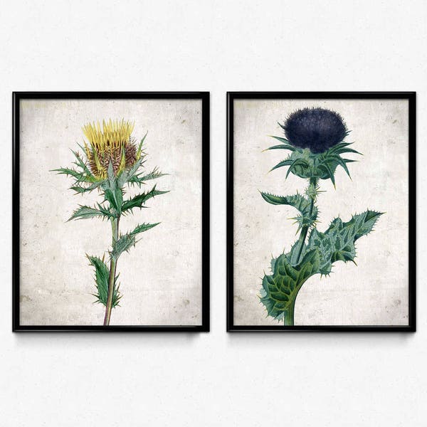 Thistle Vintage Print Set of 2 - Thistle Poster - Thistle Art - Thistle Picture - Wall Art - Home Decor - Home Art - Living Room Art