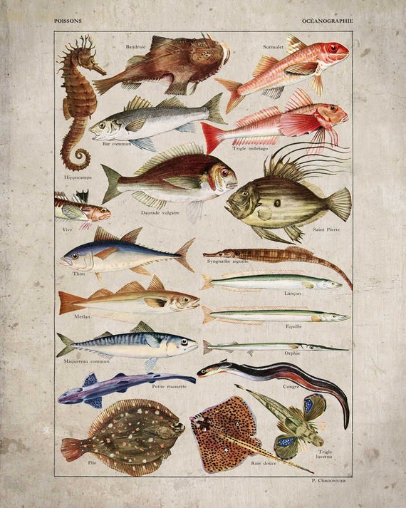 Ocean Fish Vintage Print 18 Fish Poster Fish Art Home Decor Home