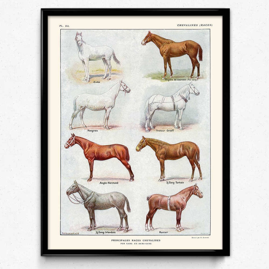 Paardenrassen print 2-paarden poster-paarden - Etsy België