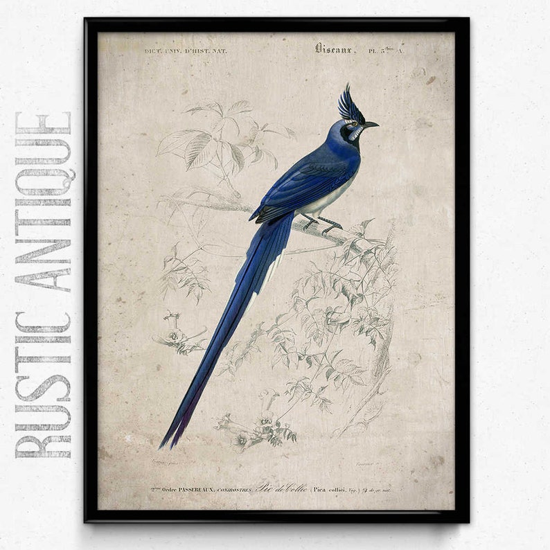 Bluebird Vintage Print Blue Bird Bird Poster Bird Art Etsy