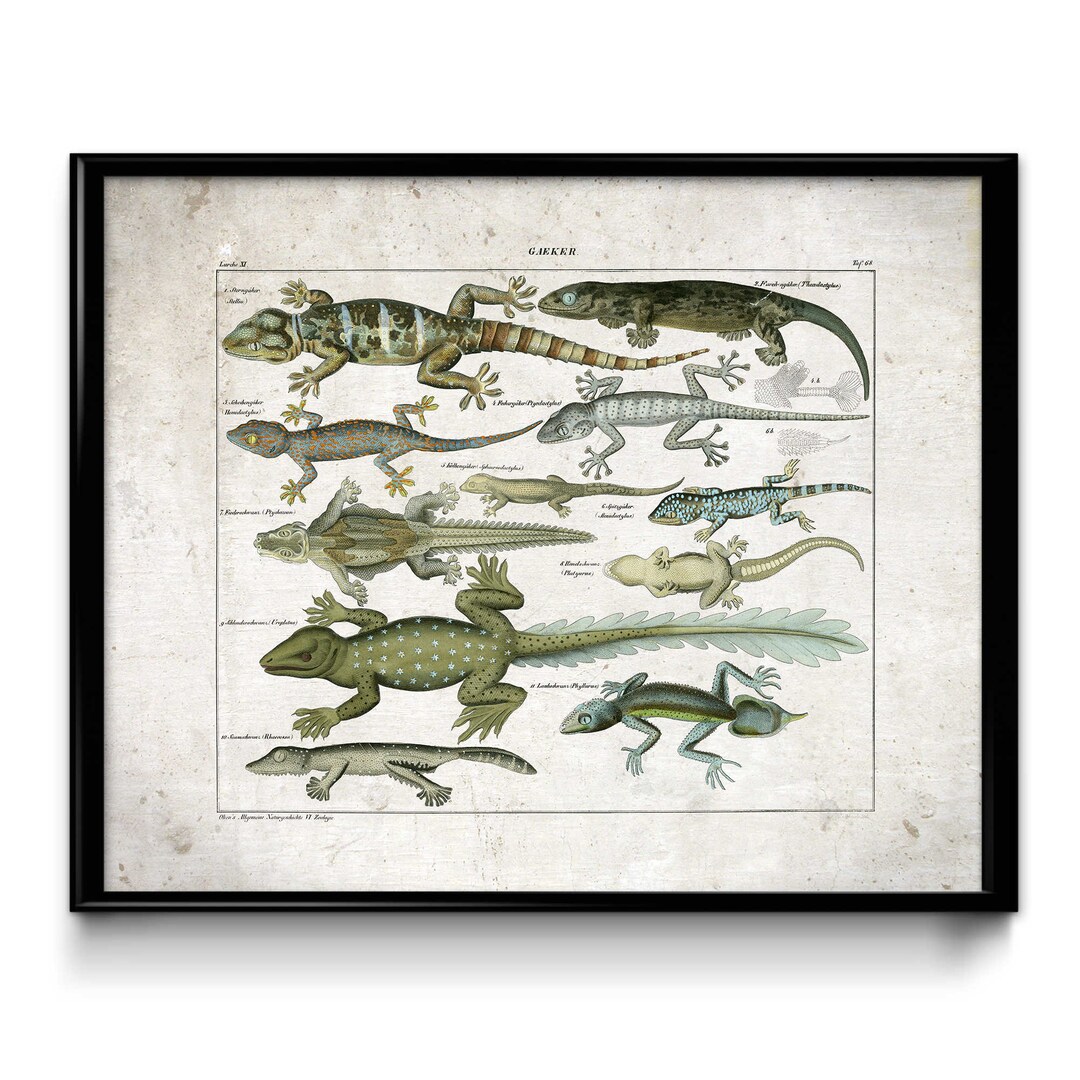 Lizards Vintage Print 3 Colorful Lizards Poster Vintage Lizards Print