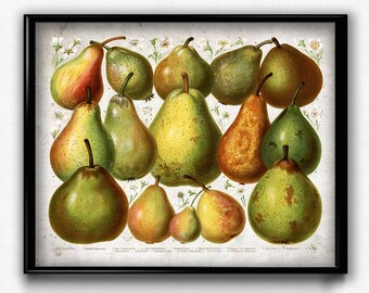 Pears Vintage Print - Pear Poster - Pear Art - Pear Picture - Fruit Poster - Fruit Art - Fruit Picture - Kitchen Decor - Kitchen Art