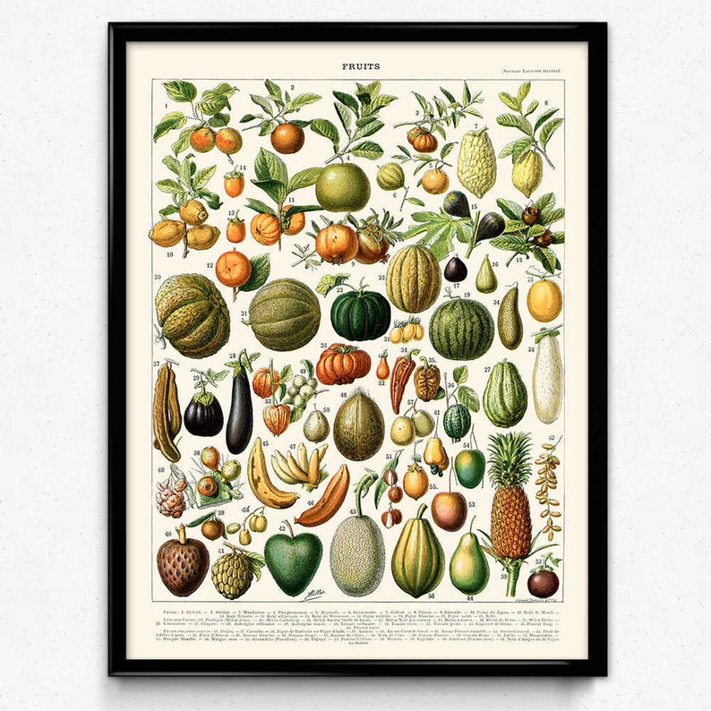 Fruit Illustration Vintage Print 1 Fruit Poster Fruit Art Etsy