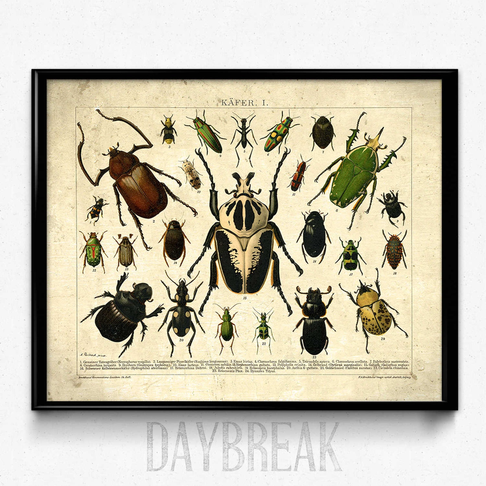Beetles Vintage Print 2 Insects Poster Insect Picture - Etsy