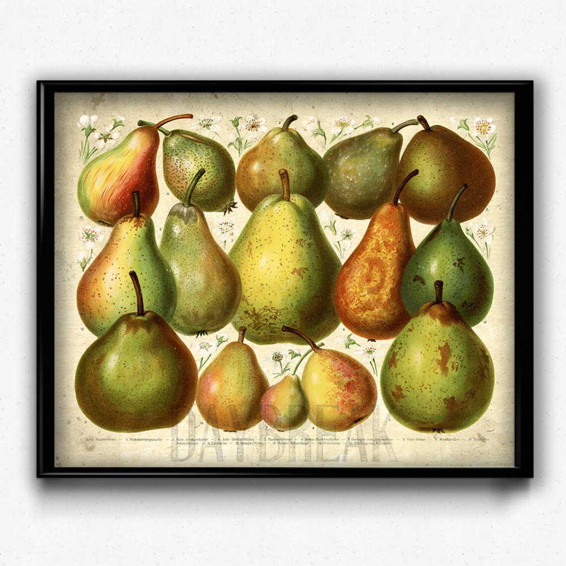 Pears Vintage Print Pear Poster Pear Art Pear Picture - Etsy