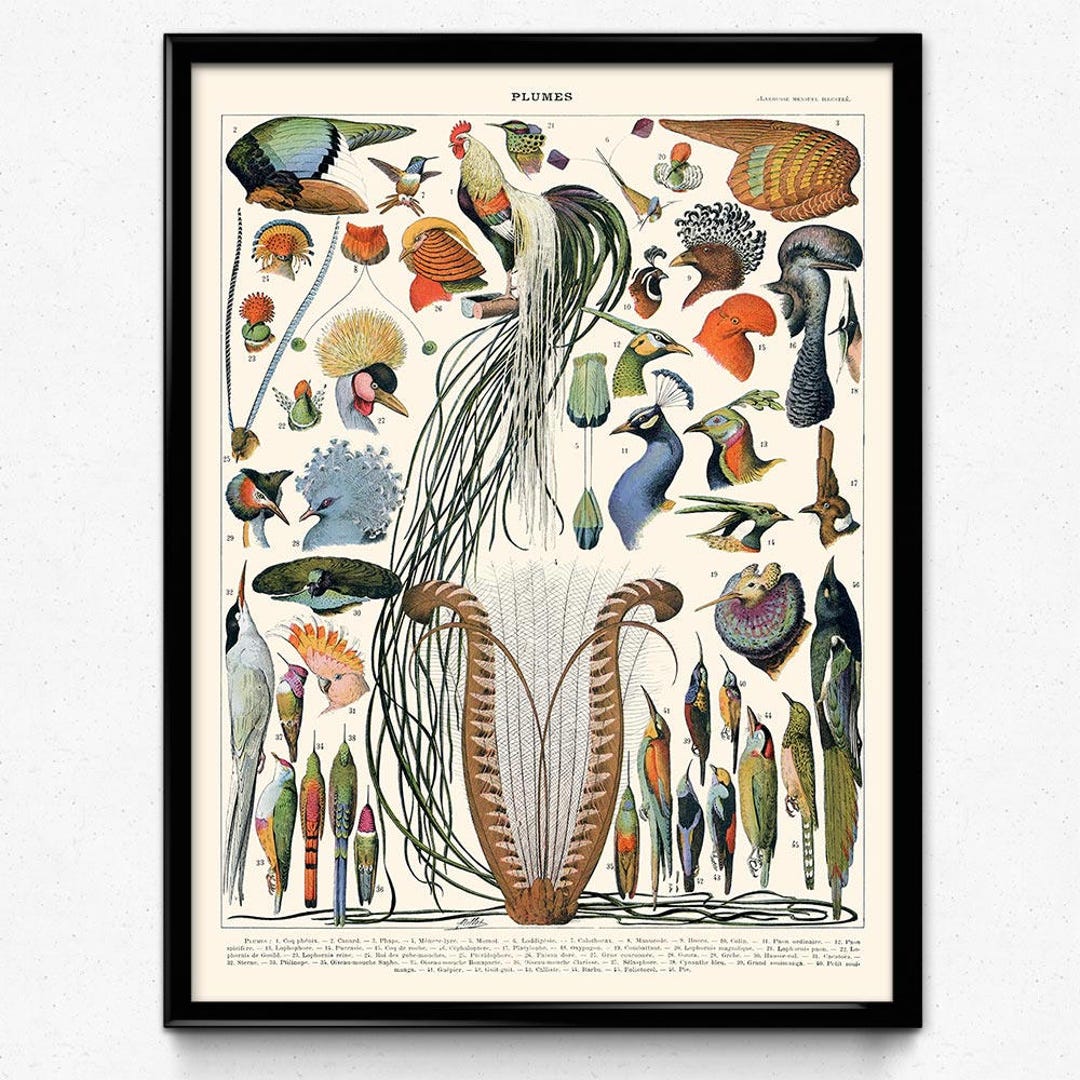 Vintage Feathers Bird Print 1 Bird Feathers Poster Feathers Wall Art ...