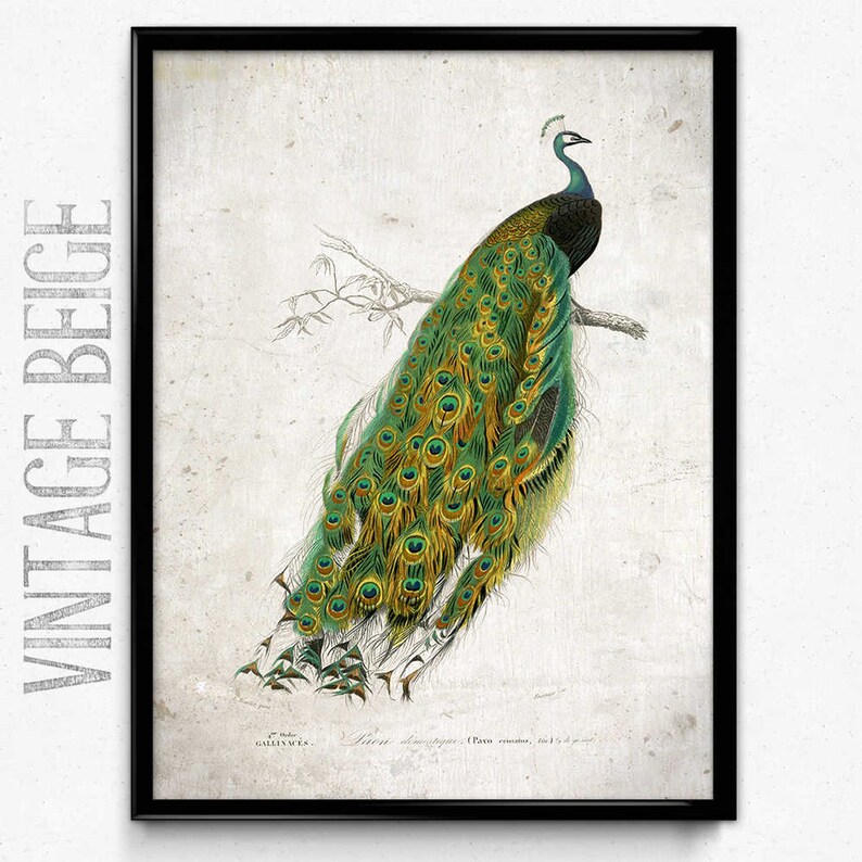 Peacock Vintage Print Peacock Poster Peacock Art Peacock - Etsy
