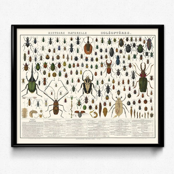 Ultimate Beetles Poster - Beetles Vintage Print 4 - Biology Art - Biology Print - Office Decor - Office Art - Biology Art Decor VP1177