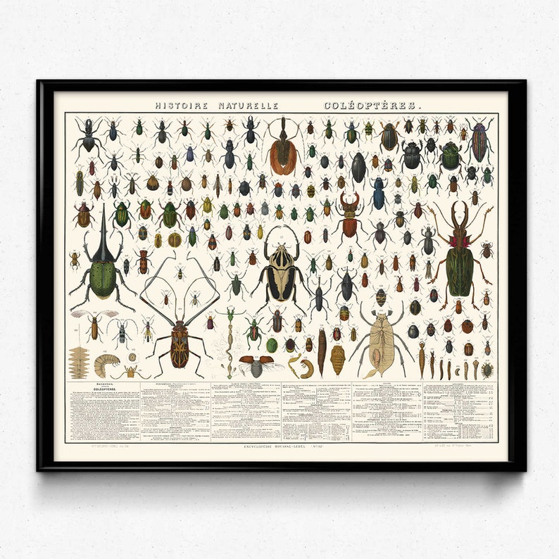 Ultimate Beetles Poster Beetles Vintage Print 4 Biology - Etsy