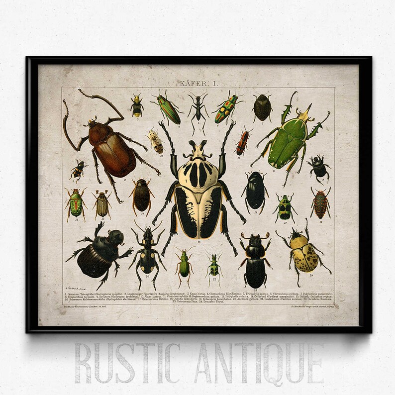 Beetles Vintage Print 2 Insects Poster Insect Picture | Etsy