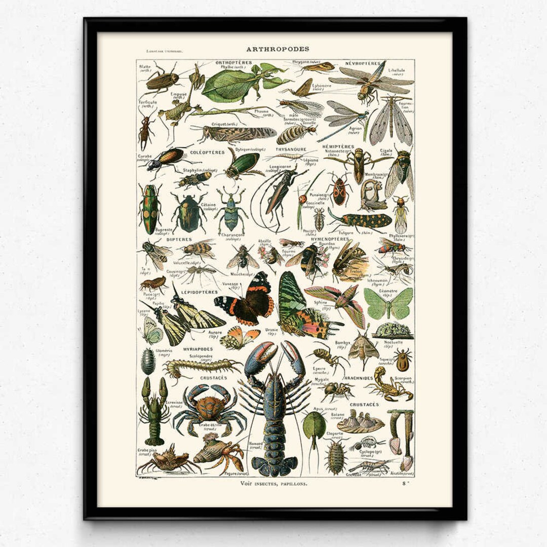 Insects Vintage Print 4 Insects Poster Insect Picture Insects Art ...