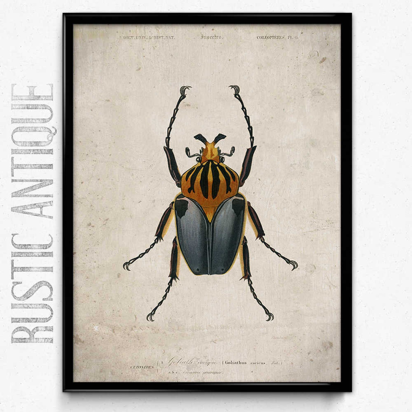 Beetle Vintage Print 1 Goliath Beetle Insect Poster | Etsy