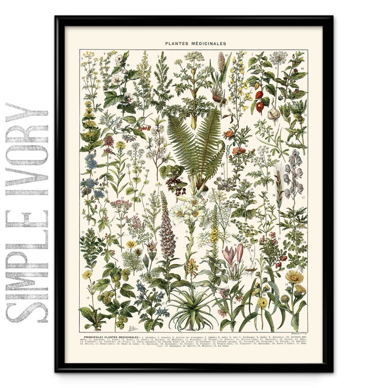 Medicinal Plants Illustration Vintage Print 3 Medical Herbs Poster Art Kitchen Decor Botanical Print Doctor Science Larousse VP1230 Simple Ivory