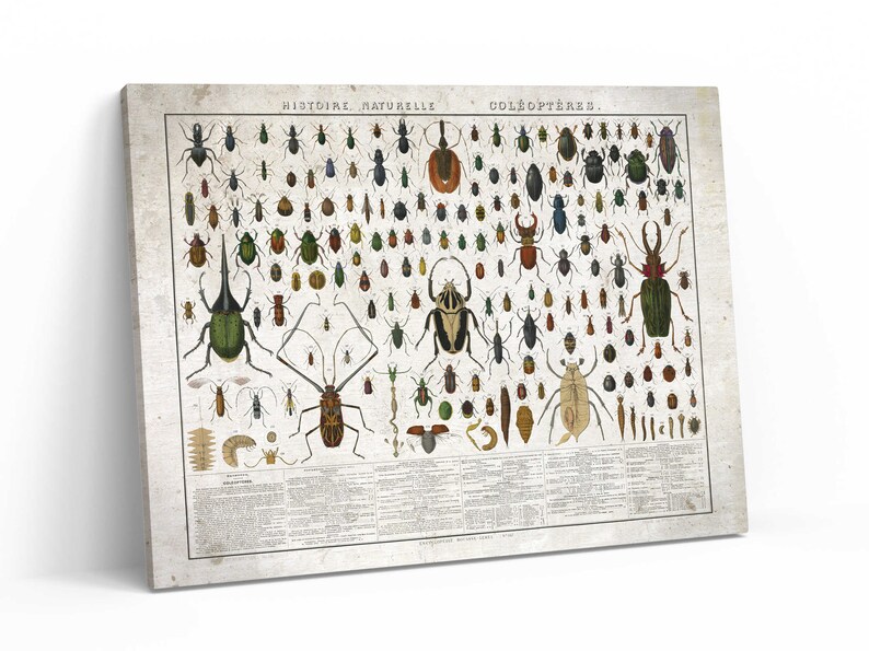Ultimate Beetles Poster Beetles Vintage Print 4 Biology - Etsy