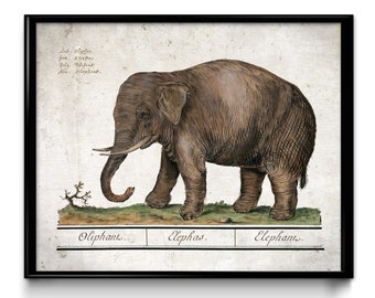 Baby Elephant Vintage Print - Elephant Poster - Elephant Art - Elephant Picture - Elephant Illustration - Home Decor - Home Art - VP1195