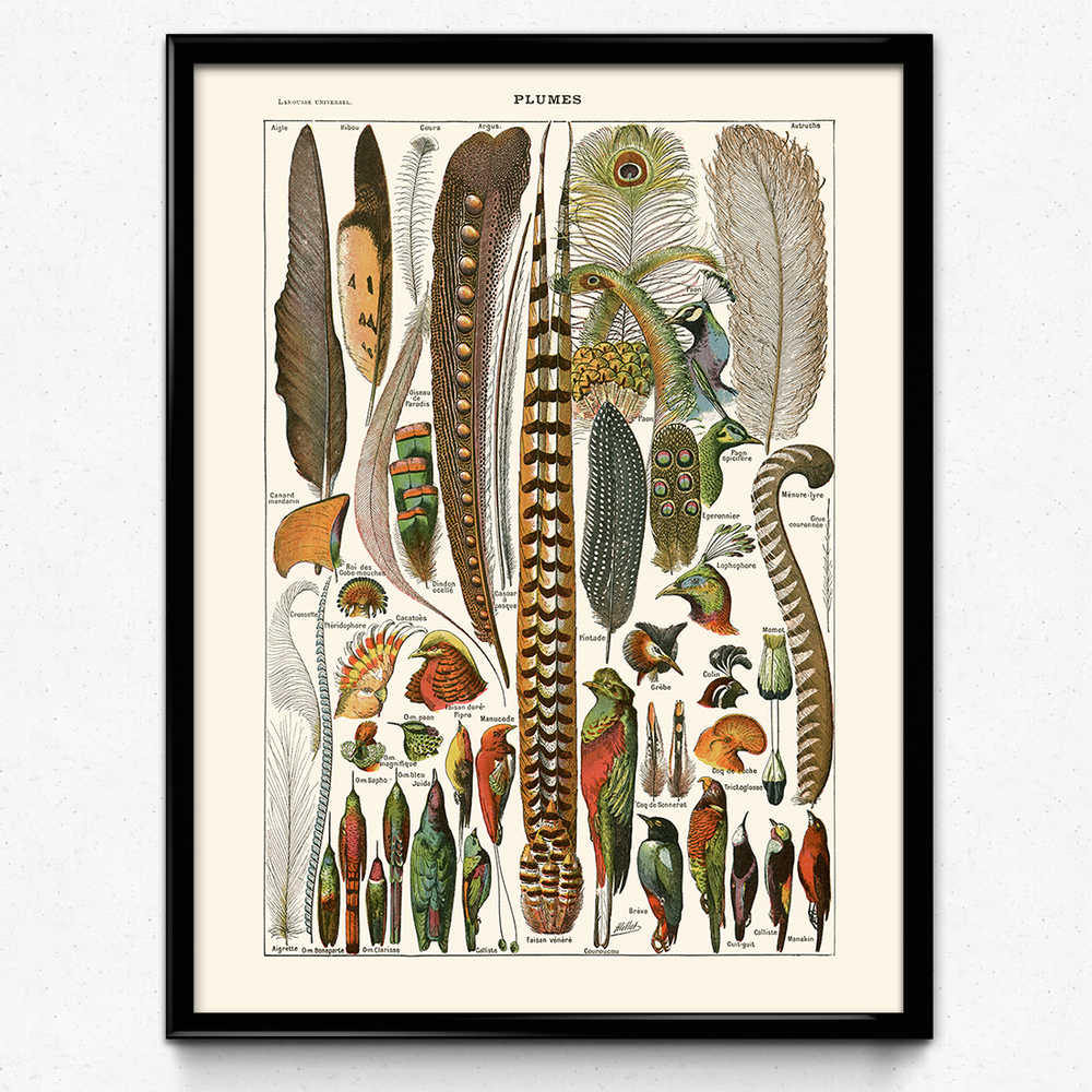 Feathers Set of 3 Vintage Prints Bird Feathers Poster | Etsy