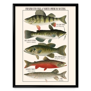 Freshwater Fish Vintage Print 23 - Fisherman's Poster - Lake Fish- Poisson - Man's Gift Home Decor - Father's Gift - Son's Gift VP1226