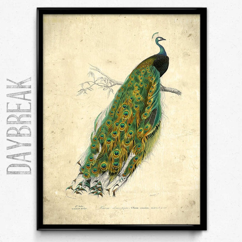 Peacock Vintage Print Peacock Poster Peacock Art Peacock - Etsy