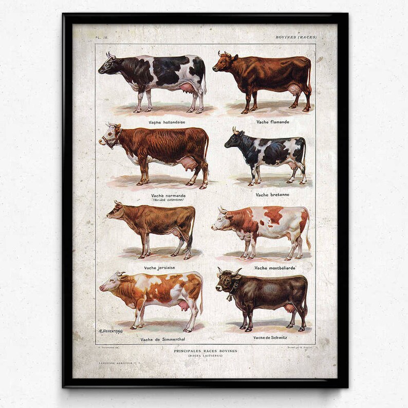 Kuh Rassen Kühe Rassen Vintage Print 1 Kuh Poster Kuh Kunst Kuh | Etsy