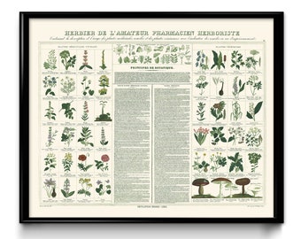 The Herbal Cupboard Medicinal Plants Vintage Print 4 - Medical Herbs Poster Art Kitchen Decor Botanical Print Doctor Science  VP1231