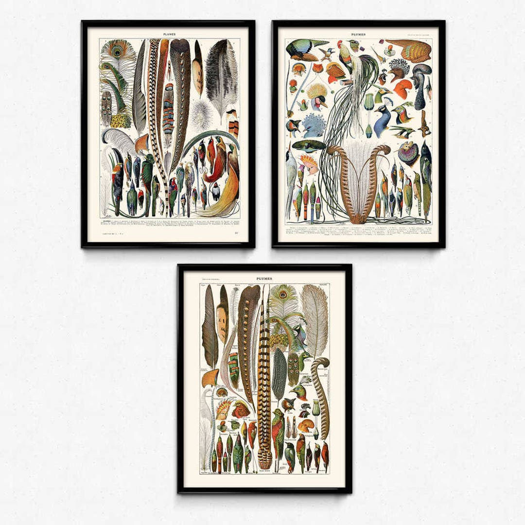 Feathers Set of 3 Vintage Prints Bird Feathers Poster Feathers Wall Art ...