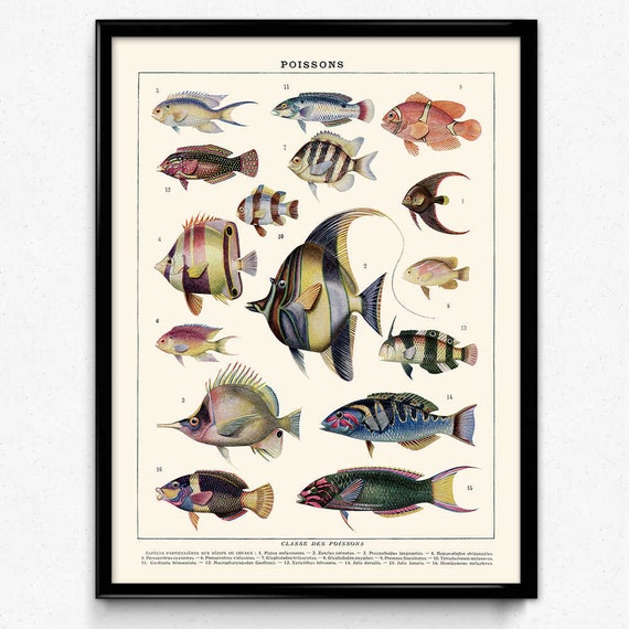 Tropical Fish Vintage Print 13 Fish Poster Fish Art Home Decor