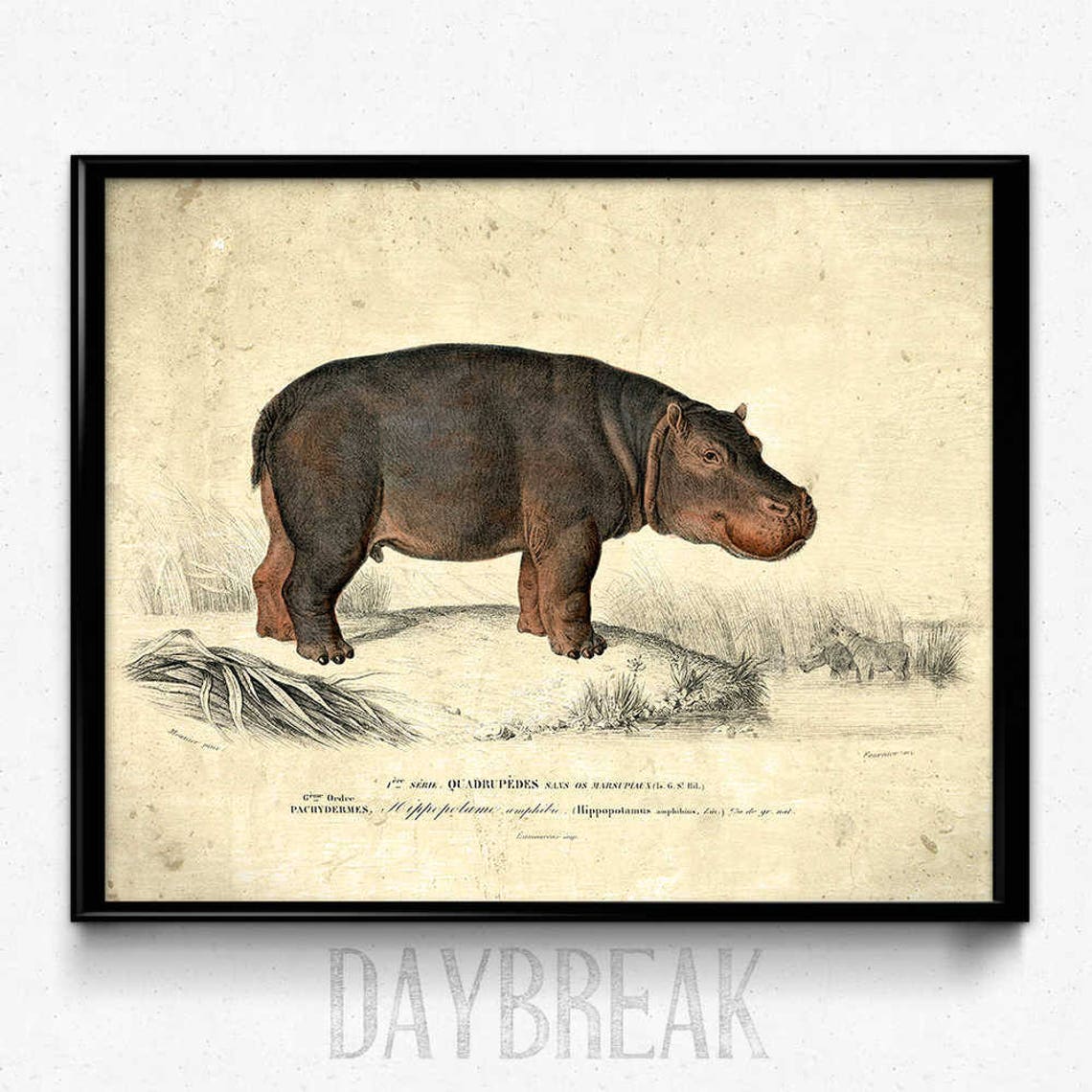 Hippo Vintage Print Hippo Poster Hippo Art Hippo Picture Etsy