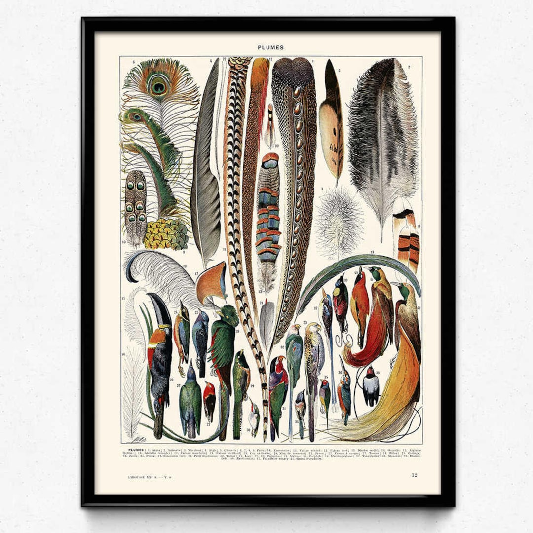 Vintage Feathers Bird Print 3 Bird Feathers Poster Feathers Wall Art ...