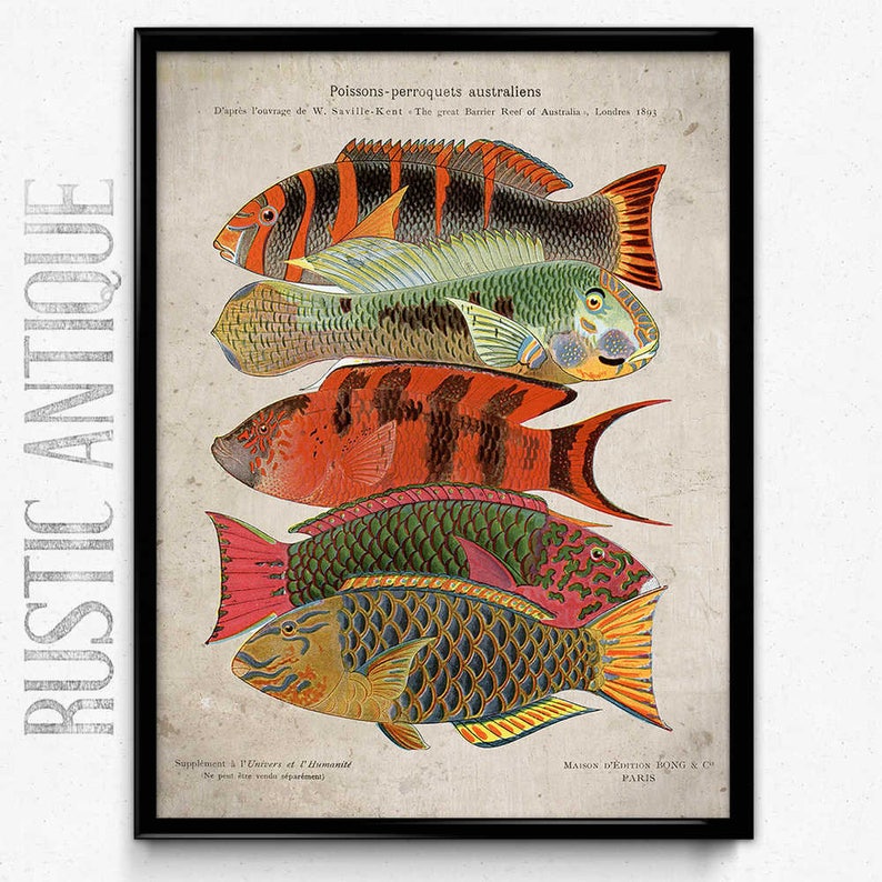 Colorful Fish Vintage Print 21 Fish Poster Fisherman Art Etsy