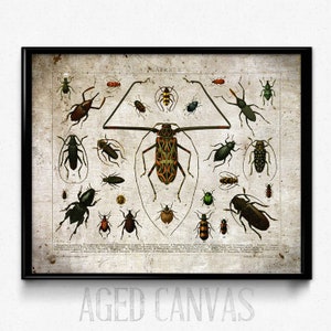 Beetles Vintage Print 3 Insects Poster Insect Picture Insects Art ...