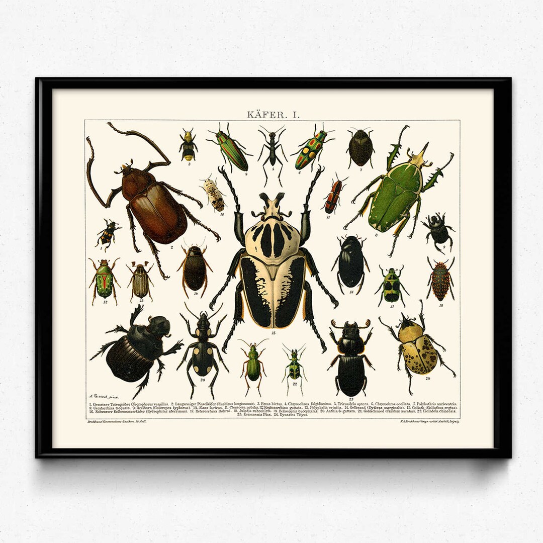 Beetles Vintage Print 2 Insects Poster Insect Picture - Etsy