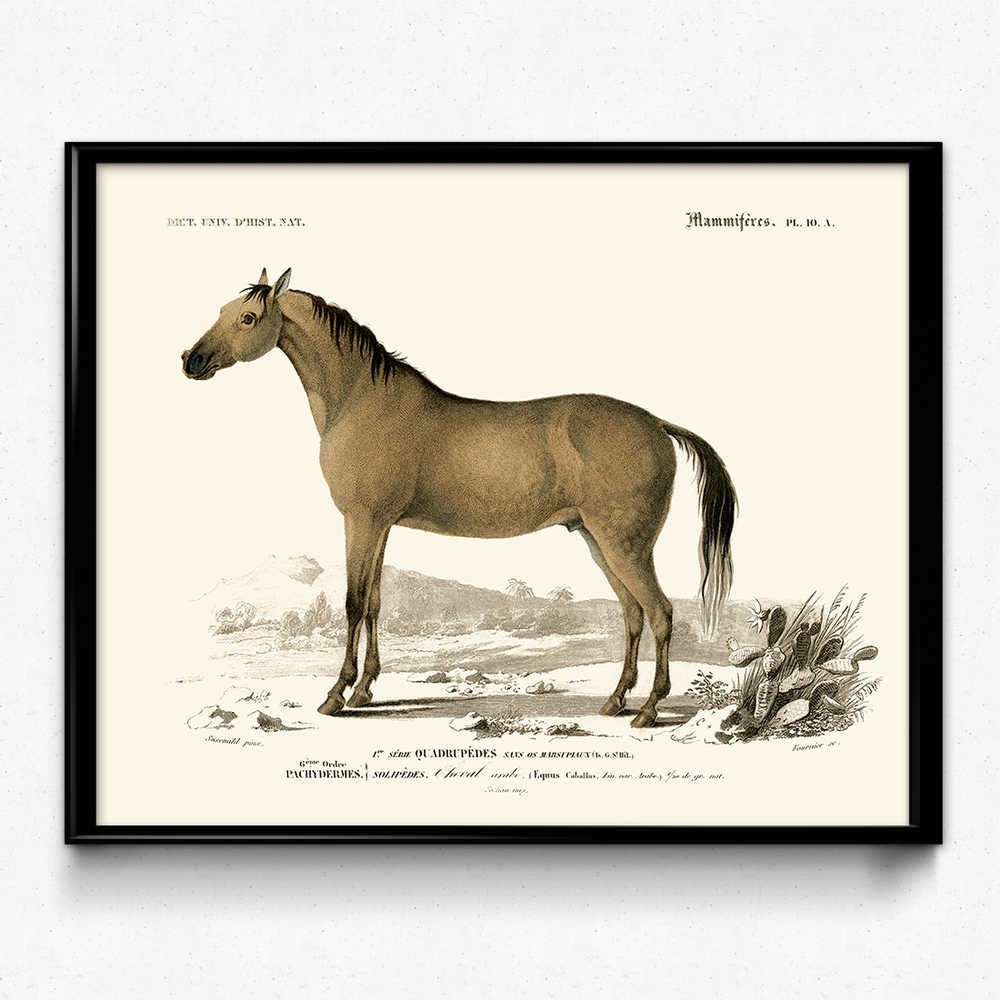 Horse Vintage Print 8 Horse Poster Equestrian Art | Etsy