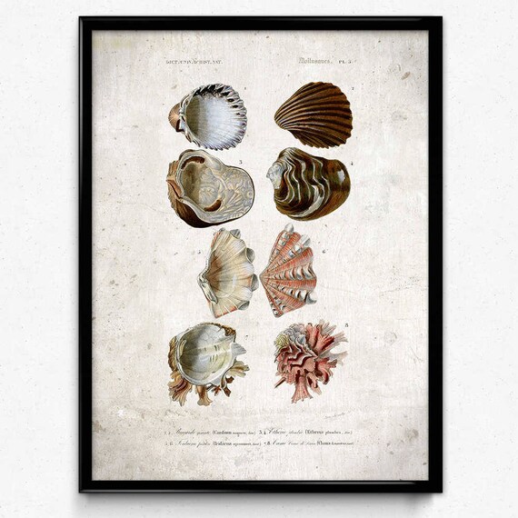 Seashell Vintage Print 2 Antique Sea Shell Illustration | Etsy