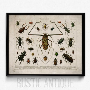 Beetles Vintage Print 3 Insects Poster Insect Picture Insects Art ...