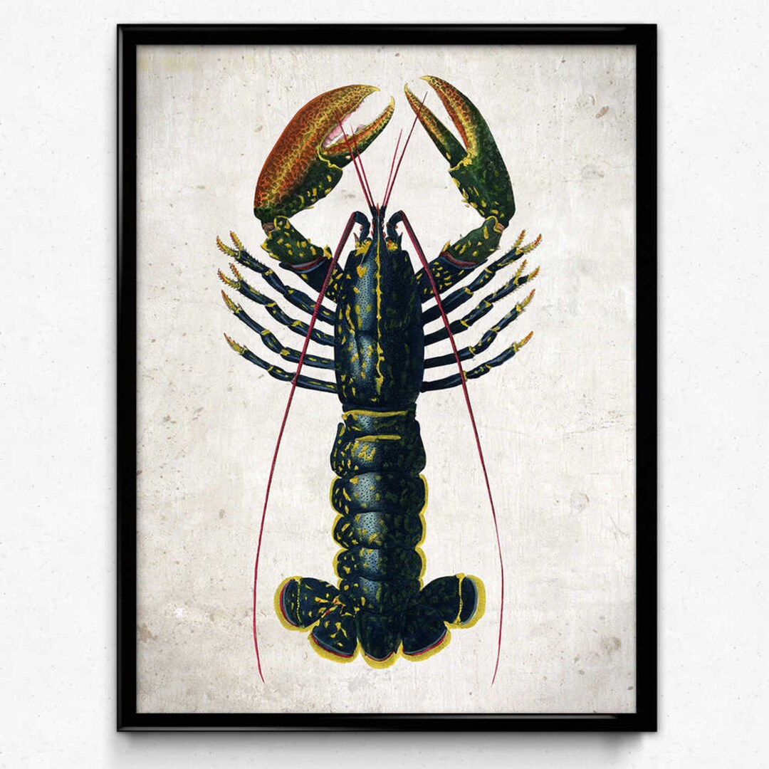 Lobster Vintage Print 1 Lobster Poster Lobster Art Lobster Picture