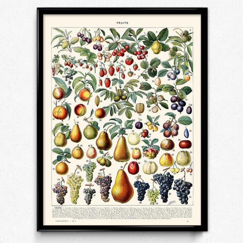 Fruit Illustration Vintage Print 2 Fruit Poster Fruit Art Kitchen Decor Kitchen Art Home Decor Botanical Science Larousse image 1