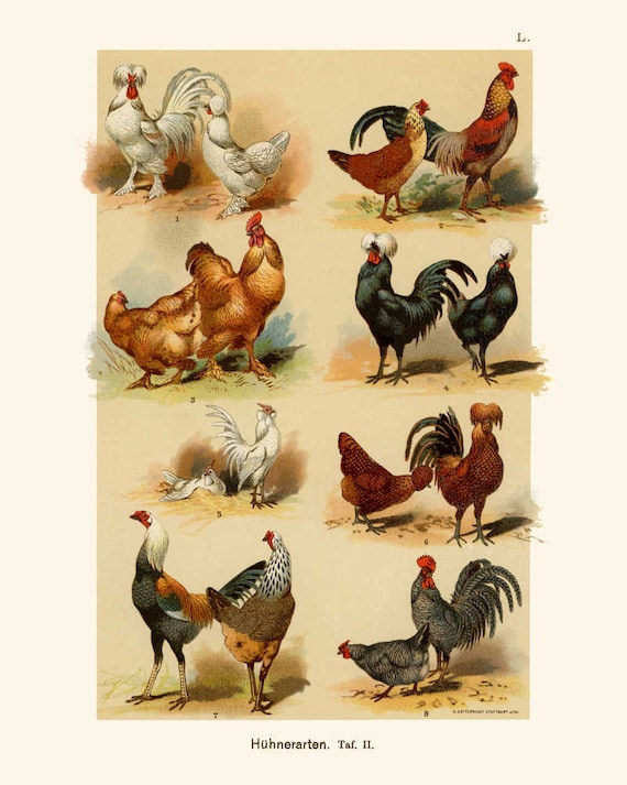 Hanging Kit Common Breeds of Chickens and Roosters Poster 