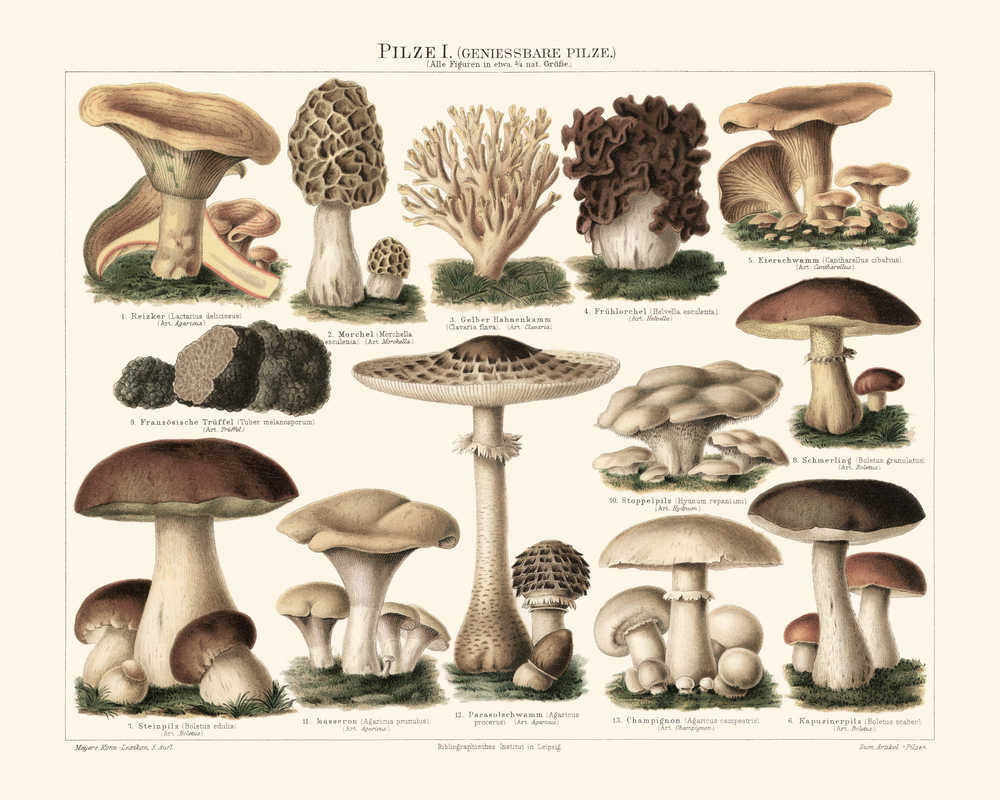 Mushroom Illustration Vintage Print 10 Toadstool Mushroom Etsy