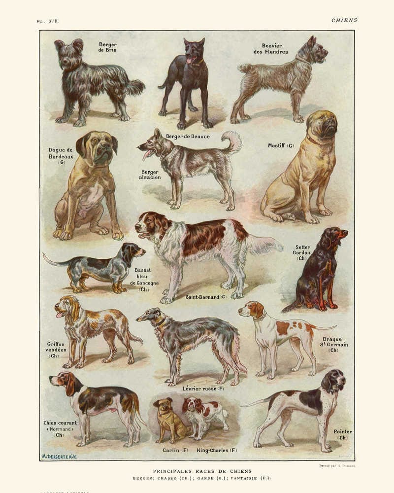 Собаки Винтажные постеры