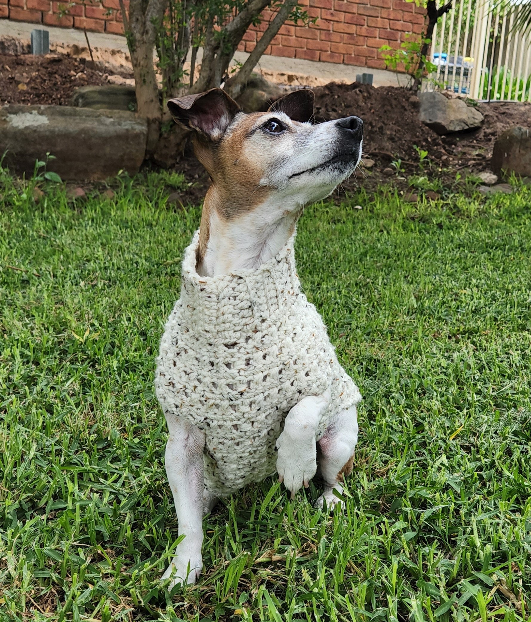 Adorable Super Easy Crochet Dog Jumper/sweater for Small Dogs Etsy