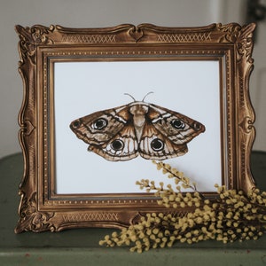 Emperor Moth Watercolor Print, Moth Watercolor, Fall Painting, Moth, Fall Decor, Autumn Decor, Fall Wall Art