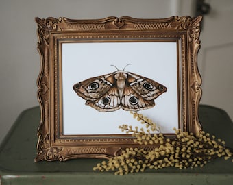 Emperor Moth Watercolor Print